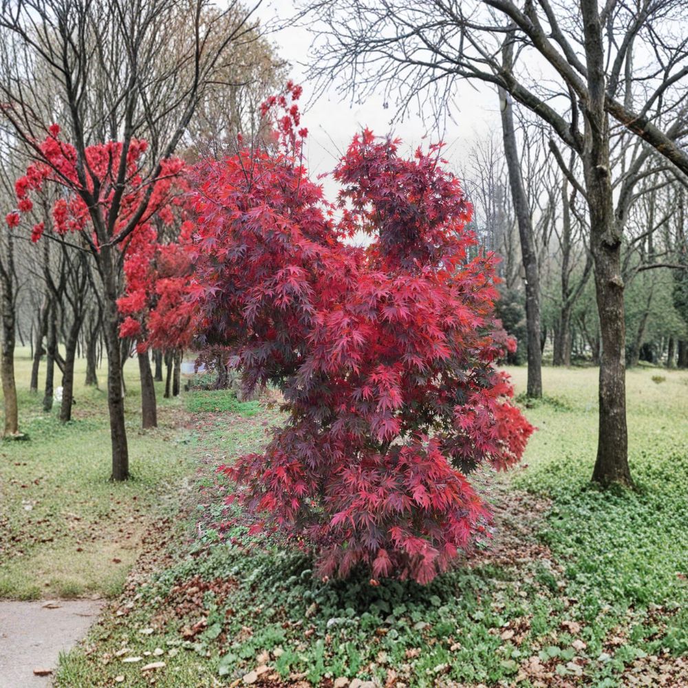 Japanese Maple ‘Red Dawn’ – Full Moon Hybrid Maple Tree | 18–24" Tall | Four-Season Color