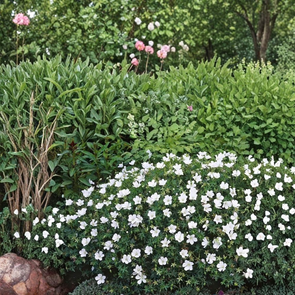 Album White Cranesbill Geranium Seeds – Hardy Perennial with Pure White Blooms