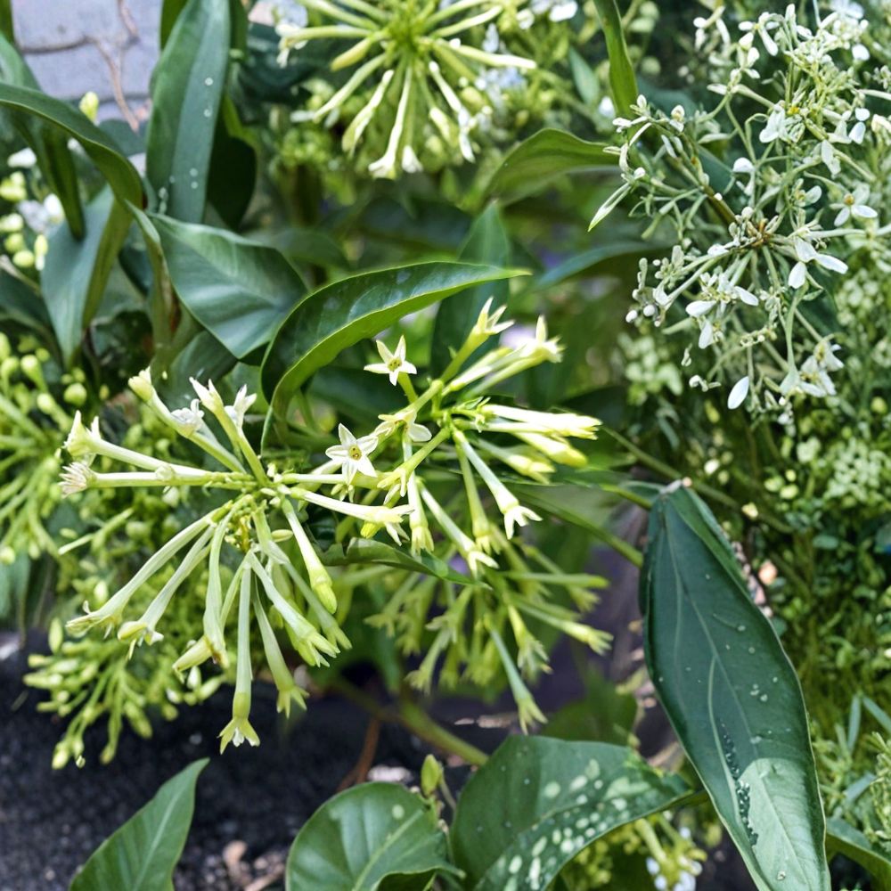 Night Blooming Jasmine Plant – Cestrum nocturnum | Live Fragrant Shrub for Patio & Garden