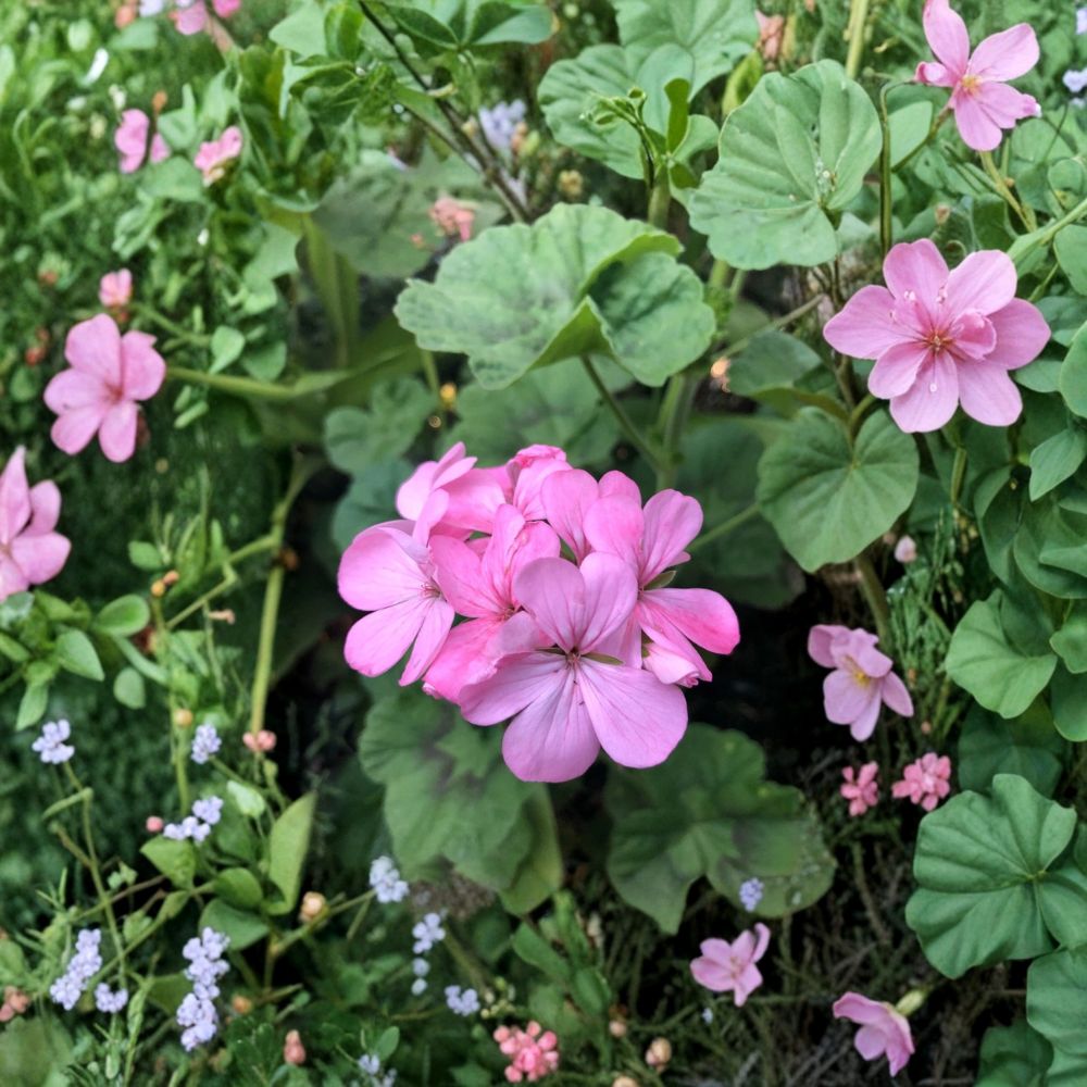 Bubblegum Pink Geranium Cuttings – Pelargonium Zonal | 4 Live 8 Inch Cuttings | Pastel Pink Flowers