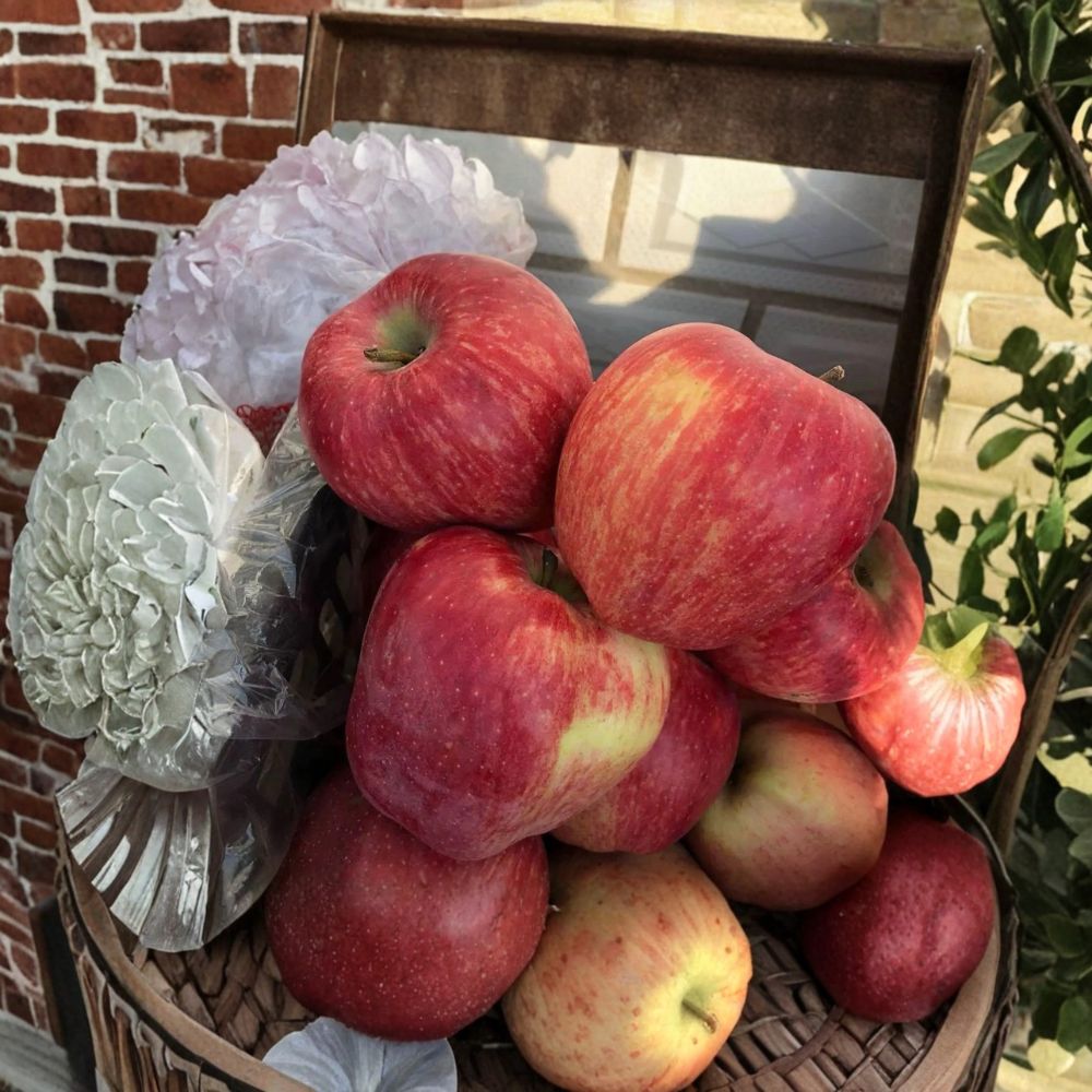 Rainbow Delicious Apple Tree – Malus domestica Bare Root, 32 Inches Tall, Striped Red & Yellow Apple