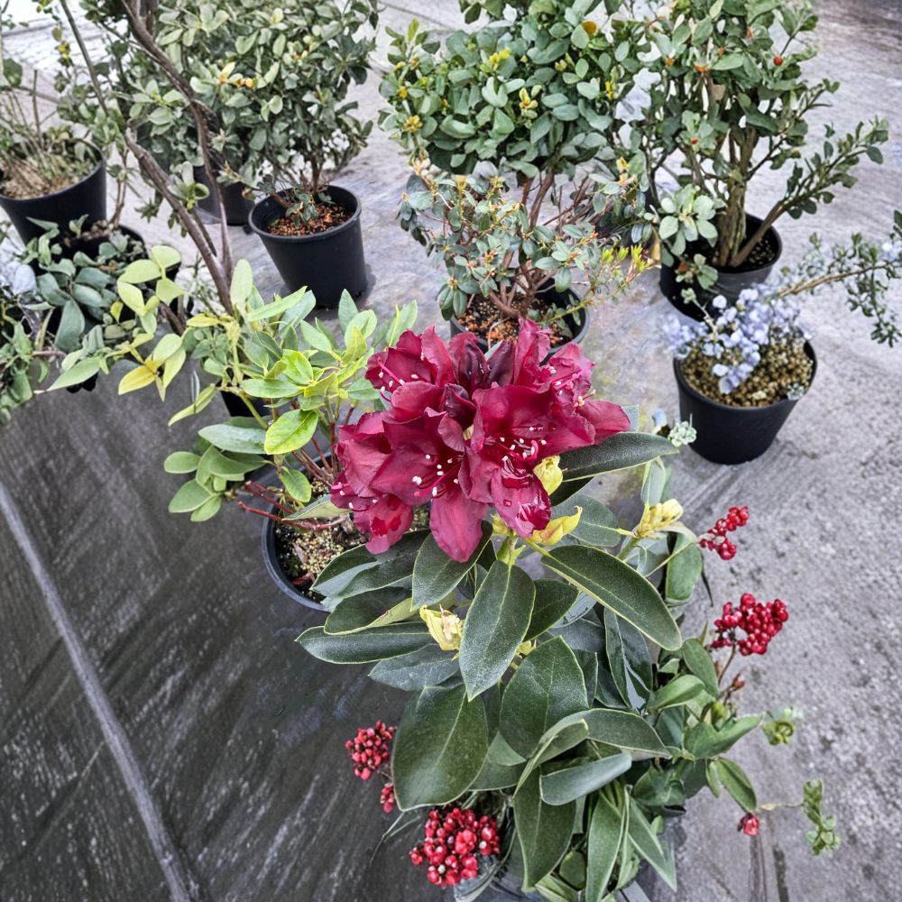 Rhododendron ‘Dark Lord’ Live Evergreen Shrub | Deep Maroon Blooms | Cold Hardy #2 Container Plant