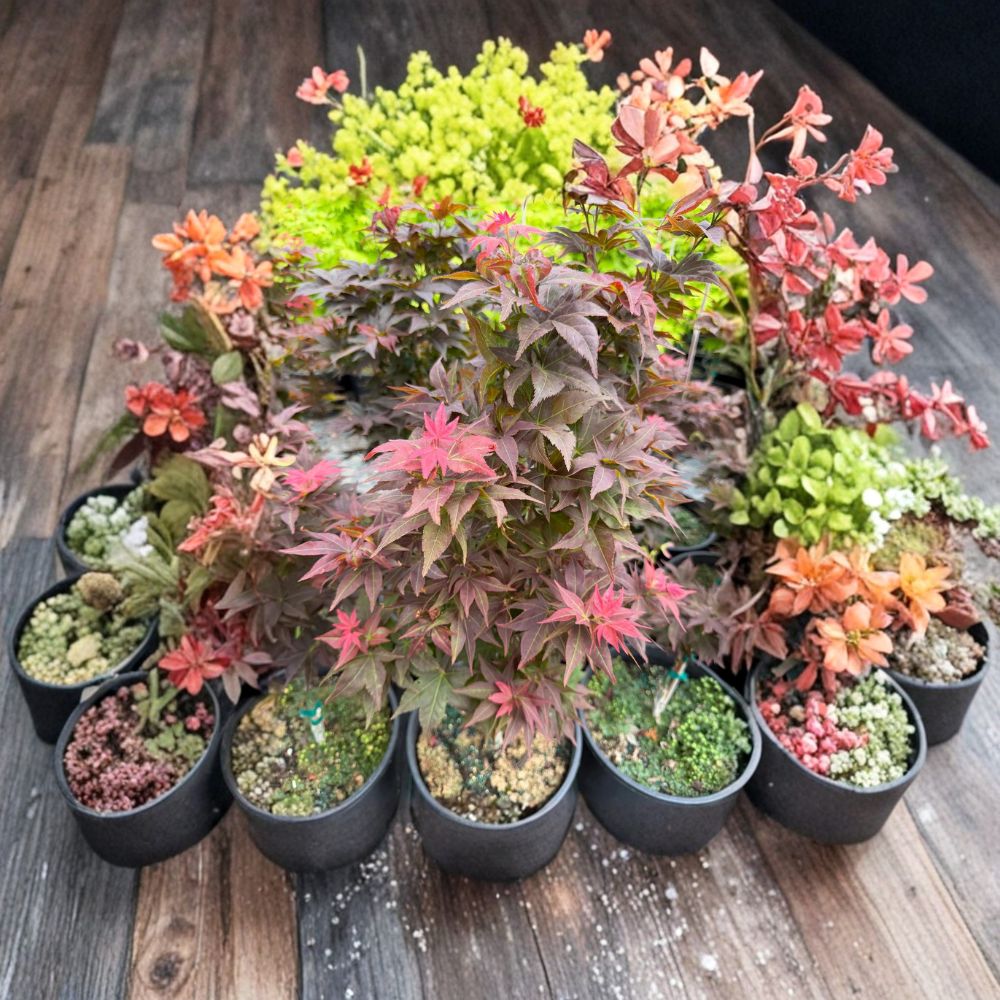 Acer palmatum ‘Ruby Stars’ (Beni Hoshi) – Dwarf Japanese Maple Live Tree | 20–25 Inches Tall | Slow Growing Bonsai Maple