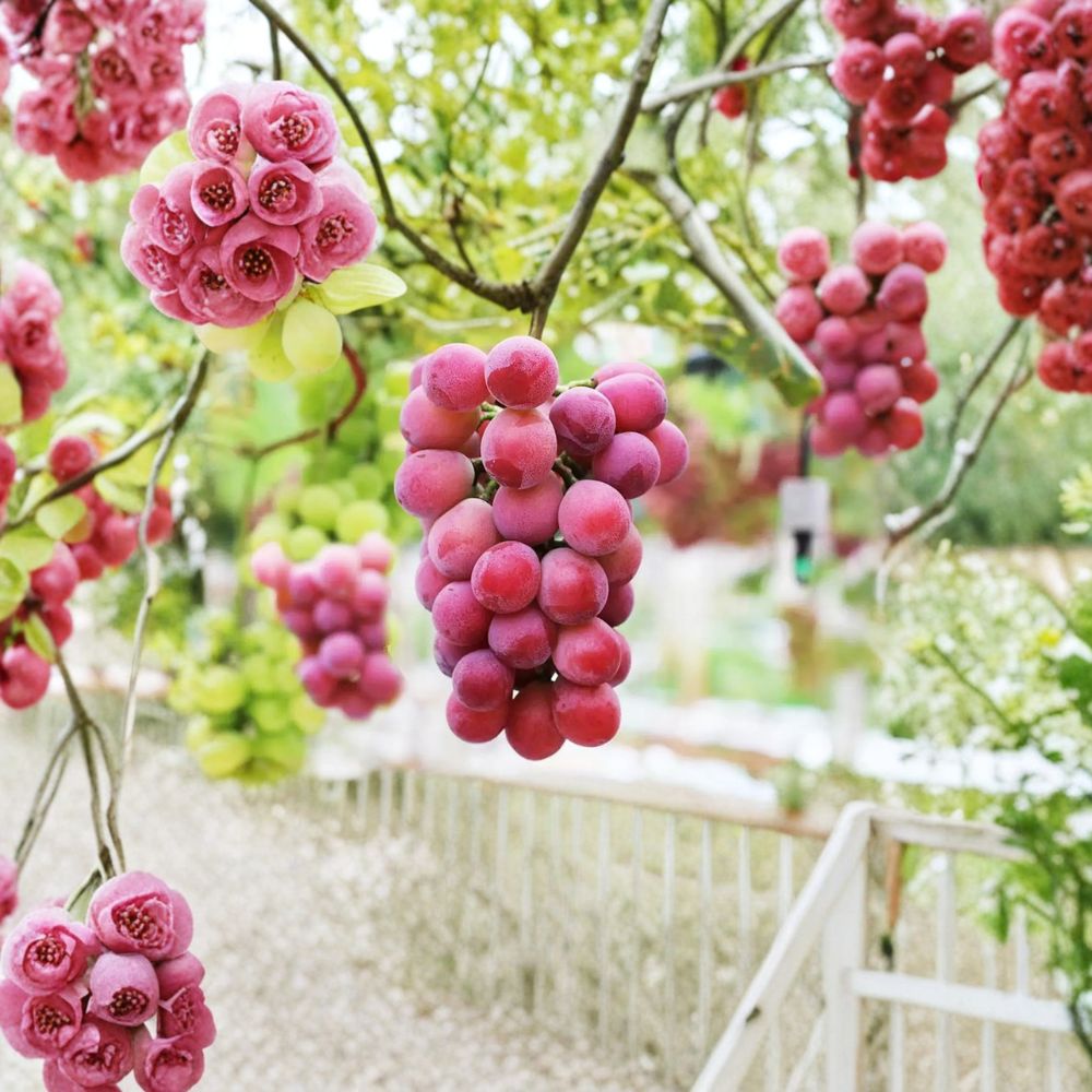 Queen Nina Japanese Premium Grape Vine – Vitis vinifera on 3309C Rootstock