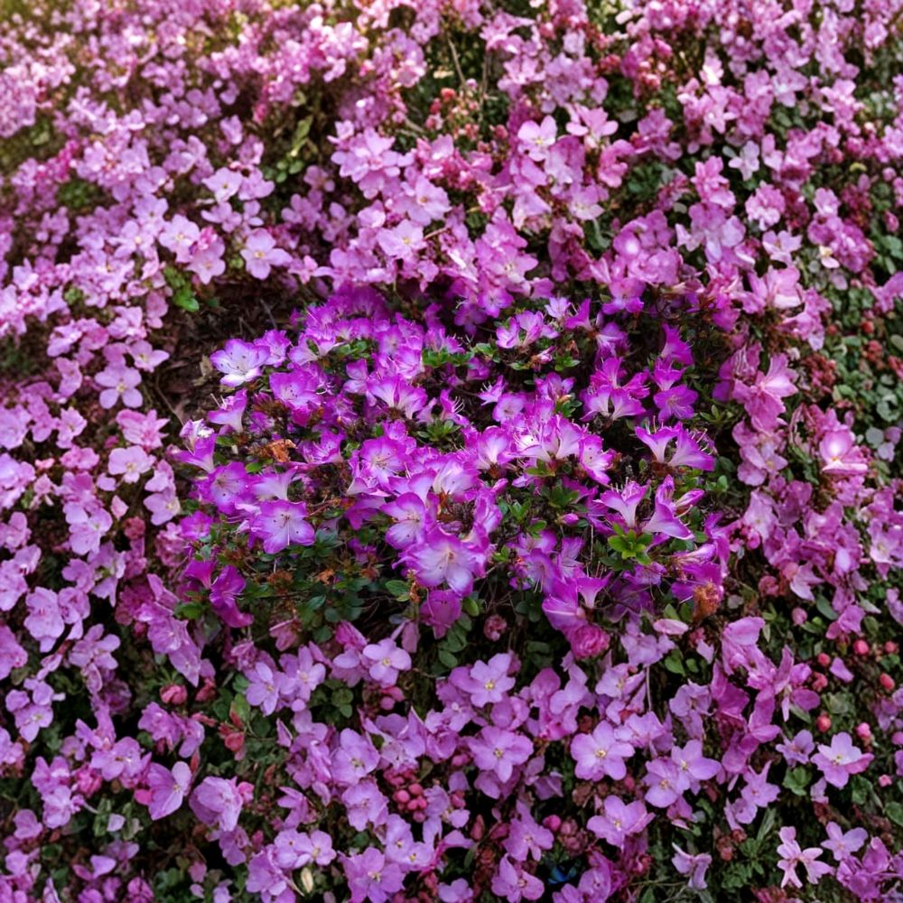 Mangetsu Evergreen Azalea – Rhododendron ‘Mangetsu’ | White Blooms with Purple Edges | #1 Container Plant