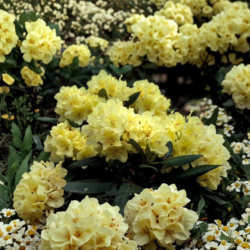 Rhododendron ‘Capistrano’ Live Evergreen Shrub | Soft Yellow Blooming Rhododendron | #2 Container Grown