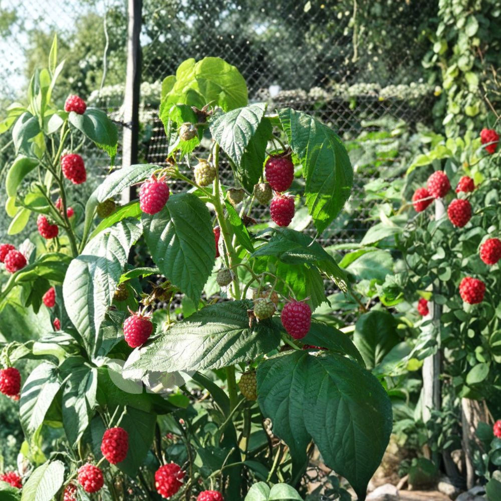 Autumn Bliss Raspberry - Live Rooted Everbearing Red Raspberry Plant | Zones 3-8