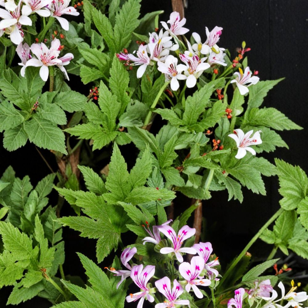 Pelargonium Citronellum Seeds – Lemon Scented Geranium with Pink Blooms | 5 Rare Seeds