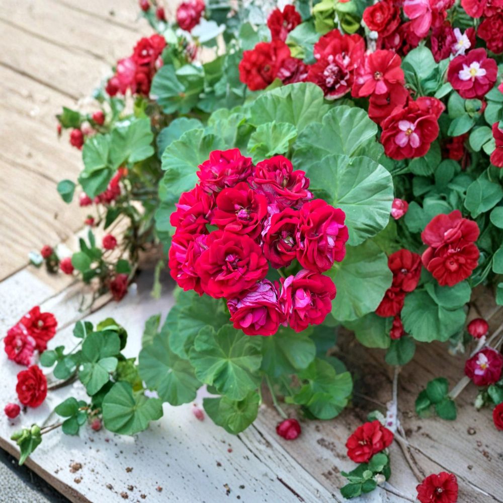 Double Red Geranium Cuttings – Pelargonium | 4 Fresh Live Cuttings | Easy to Root Vigorous Patio Plant