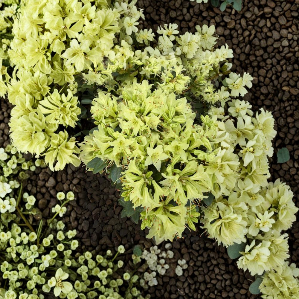 Rhododendron ‘Shamrock’ – Dwarf Evergreen Shrub with Yellow Green Spring Blooms | #1 Container Plant