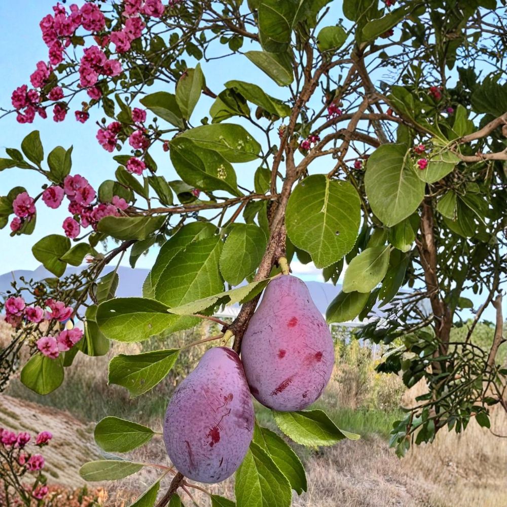 Prune D'Ente 707 European Plum Tree – Prunus domestica Live Fruit Tree 3 Feet Tall