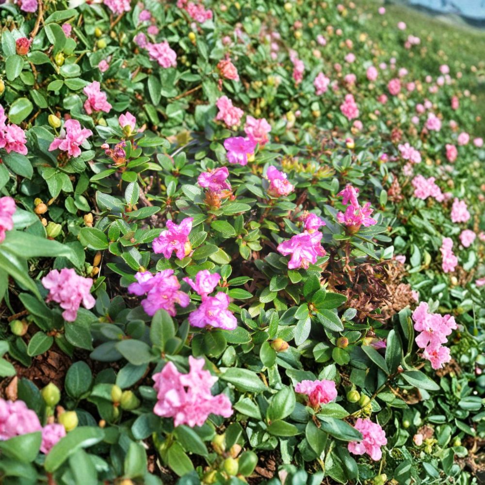 Rhododendron myrtifolium - Compact Evergreen Shrub with Lilac Pink Blooms | #1 Container Size | Cold Hardy