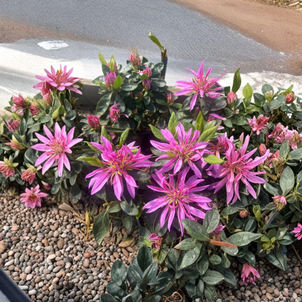 Rhododendron ‘Dragon’ – Rare Evergreen Shrub with Vibrant Purple Pink Blooms in #1 Container
