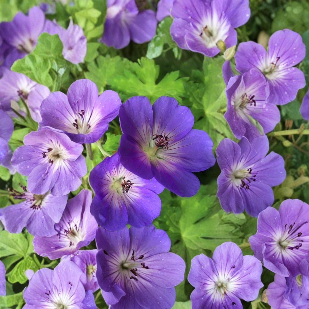 Rozanne Geranium Live Plant – Hardy Cranesbill Perennial in 4.5 Inch Pot