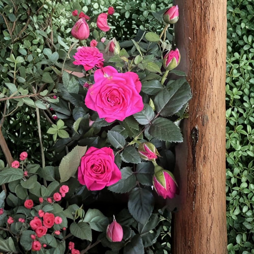 Dark Pink Miniature Live Plant – 4–8 Inch Starter Plant for Indoor & Outdoor Gardens
