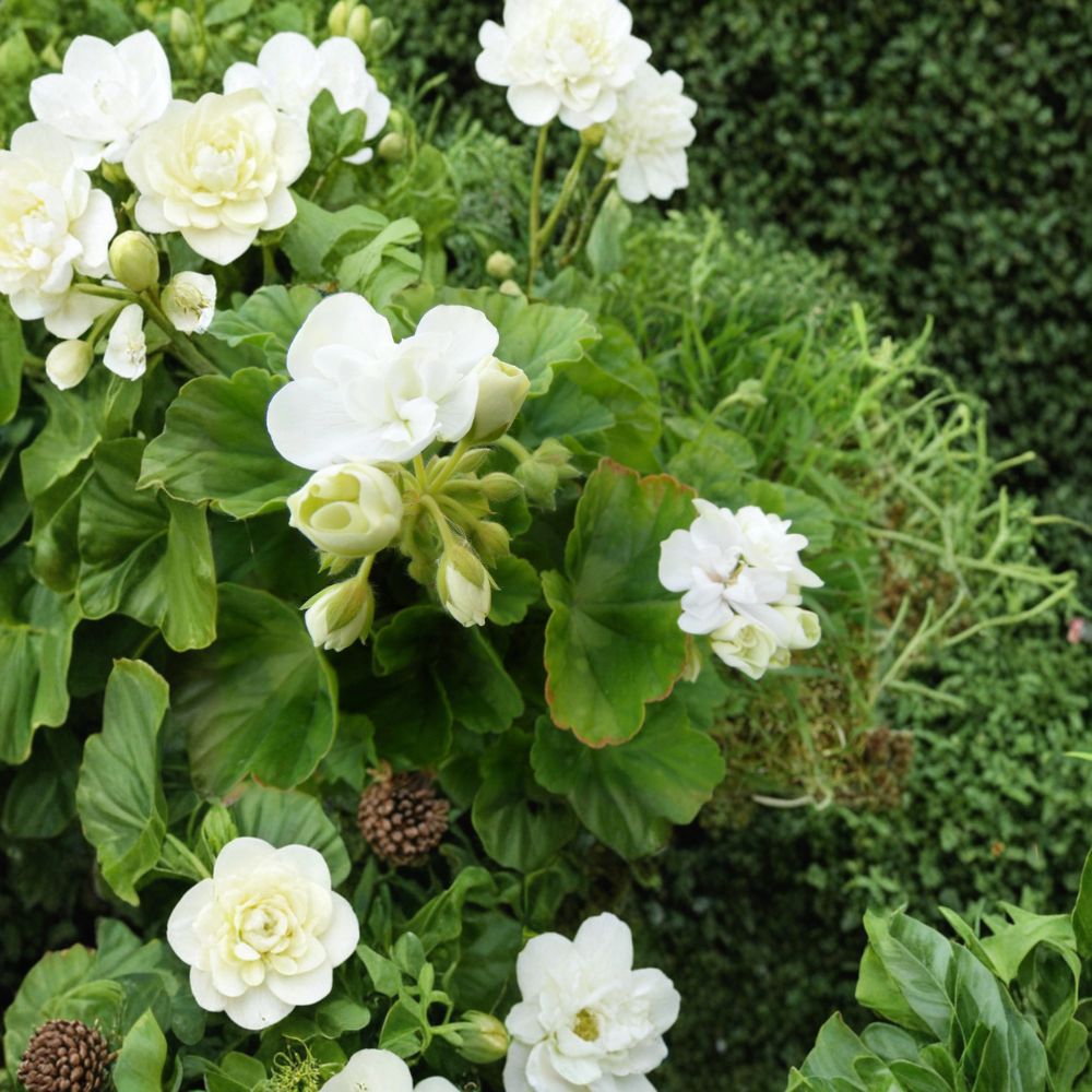 Americana White Geranium Cuttings – Pelargonium Zonal | 5 Unrooted 4–5 Inch Cuttings | White Blooms