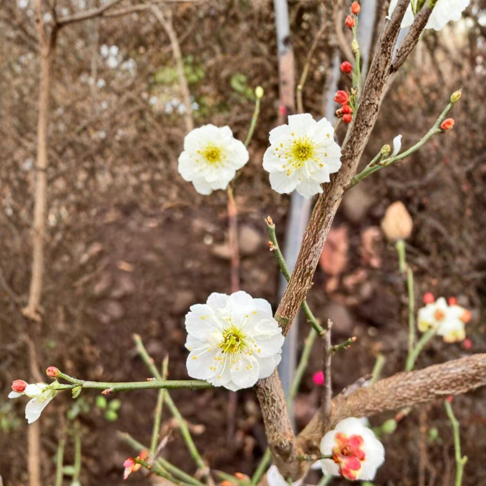 Yudie Ume Tree – Prunus mume Live Flowering Apricot with White Double Petal Blossoms