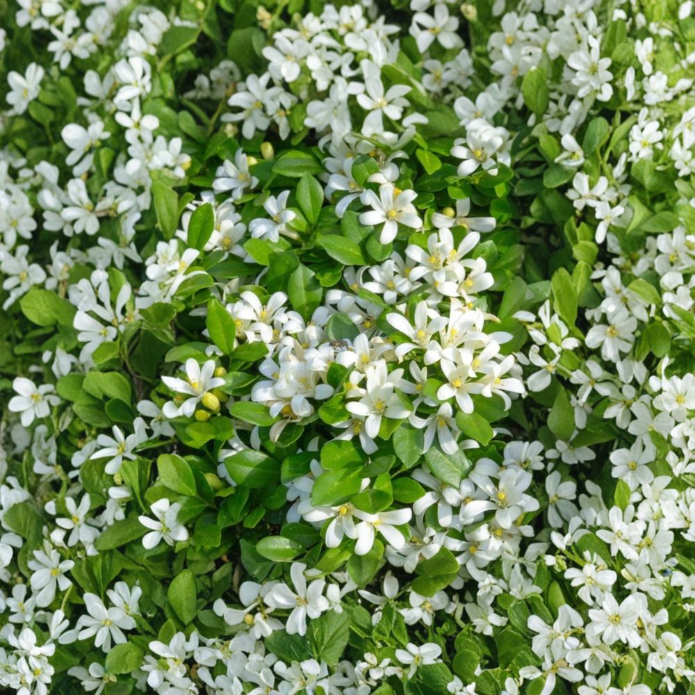 Orange Jasmine Tree – Murraya paniculata Live Plant | 2–3 Ft Air Layered | Fragrant White Blooms | Tropical Evergreen Shrub