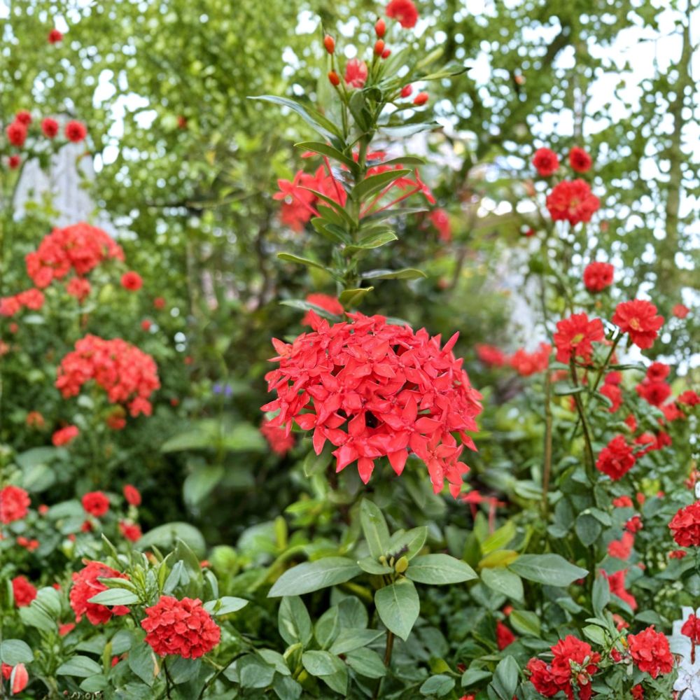 Red Ixora Seeds – Ixora coccinea | 5 Seeds | Tropical Jungle Geranium Shrub