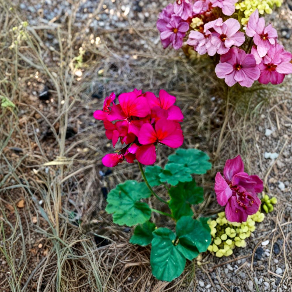 Hot Pink Orange Center Geranium Cutting – Pelargonium Zonal | 6 Inch Live Cutting