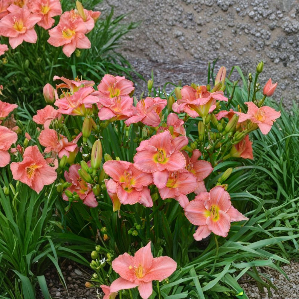 Scottish Fantasy Daylily – 3 Live Bare Root Plants | Coral Pink Fragrant Perennial