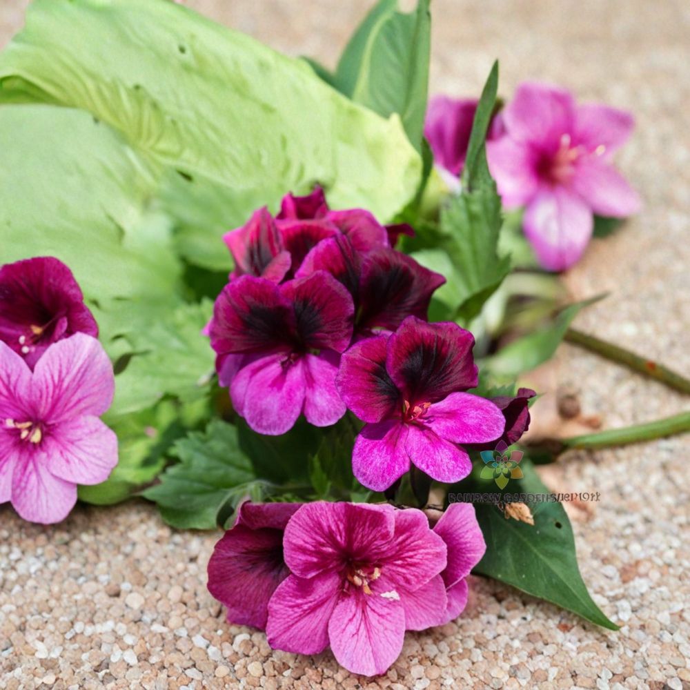 Martha Washington Geranium Seeds – Regal Pelargonium | 25+ Seeds for Container & Patio