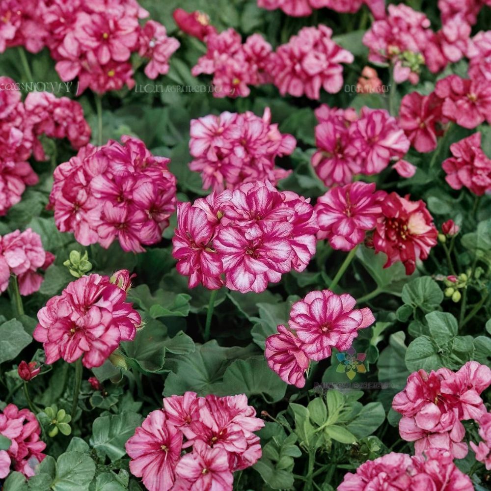 Precision Burgundy Ice Ivy Geranium Seeds – Pelargonium peltatum | 25+ Seeds for Trailing Burgundy & White Blooms