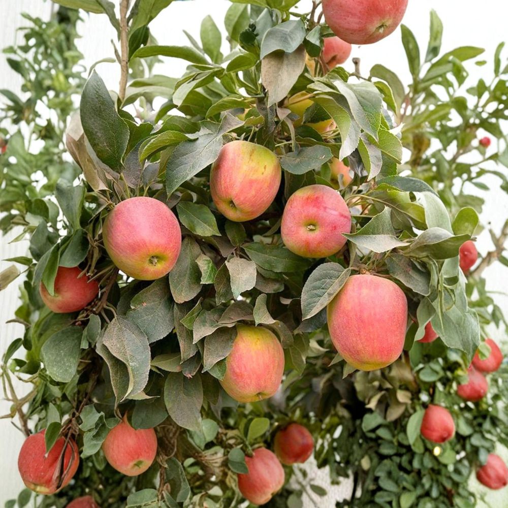 Apple Babe Dwarf Apple Tree – Malus domestica Bare Root, 32–36 Inches Tall, Sweet Crisp Red Apples