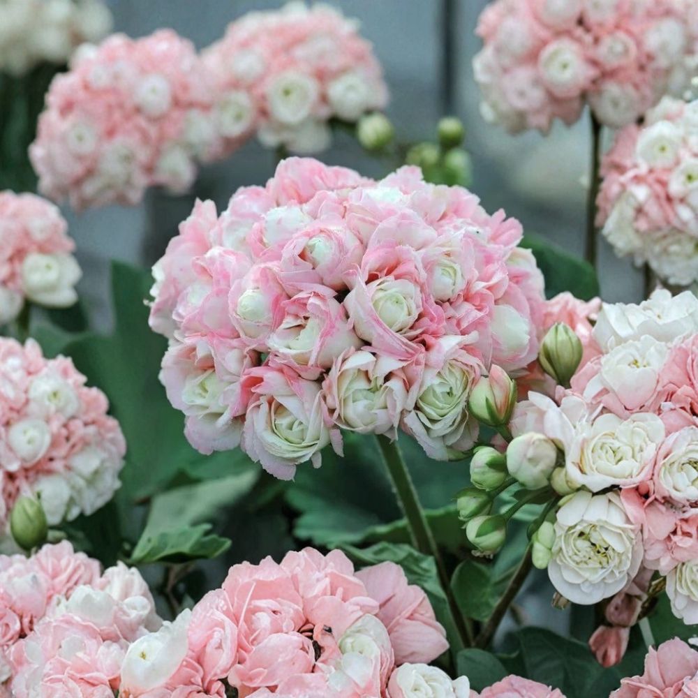 Appleblossom Geranium Seeds – Pelargonium | 15 Seeds | Soft Pink Blooms | Easy to Grow