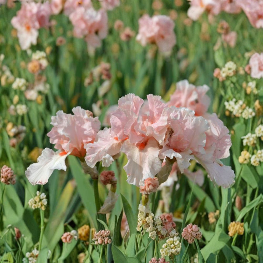 Lenora Pearl Bearded Iris - 3 Live Rhizomes | Reblooming Pink Perennial Iris
