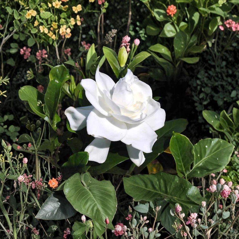 Heirloom Gardenia Plants - Gardenia jasminoides Live Shrubs | 3 Starter Plants 6" Tall | Fragrant White Cape Jasmine