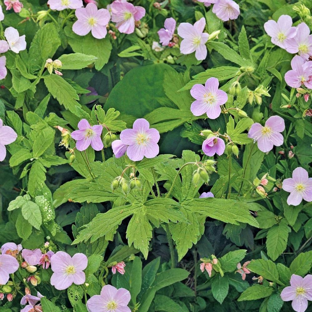 Wild Geranium Bare Roots – Geranium maculatum | 5 Live Hardy Native Perennials for Shade Gardens