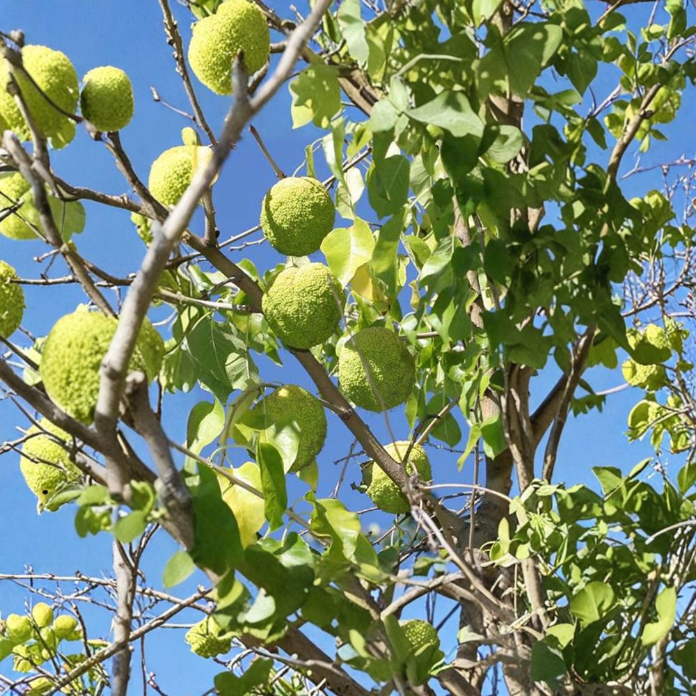 Osage Orange Tree - Live Native Shade Tree in 1 Gallon Pot | Maclura pomifera