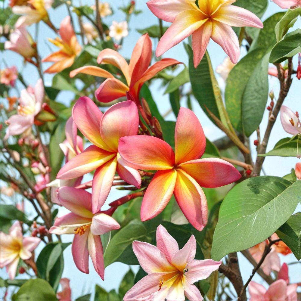 Plumeria Seeds Pink & Orange Frangipani | 5 Fresh Tropical Flower Seeds