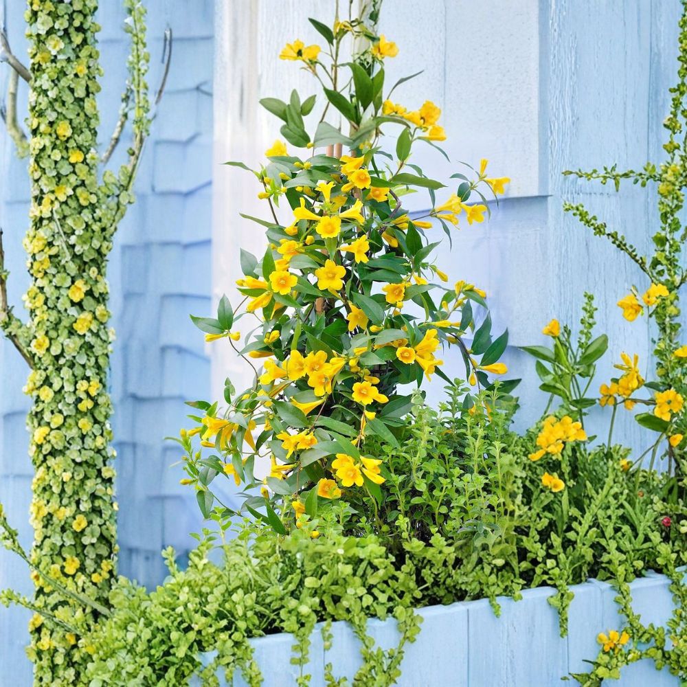 Carolina Jessamine Plants - 25 Live Gelsemium sempervirens Vines in 3.5" Pots