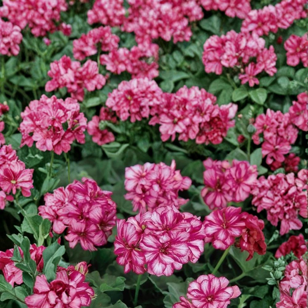Precision Burgundy Ice Ivy Leaf Geranium Seeds – Trailing Pelargonium for Hanging Baskets