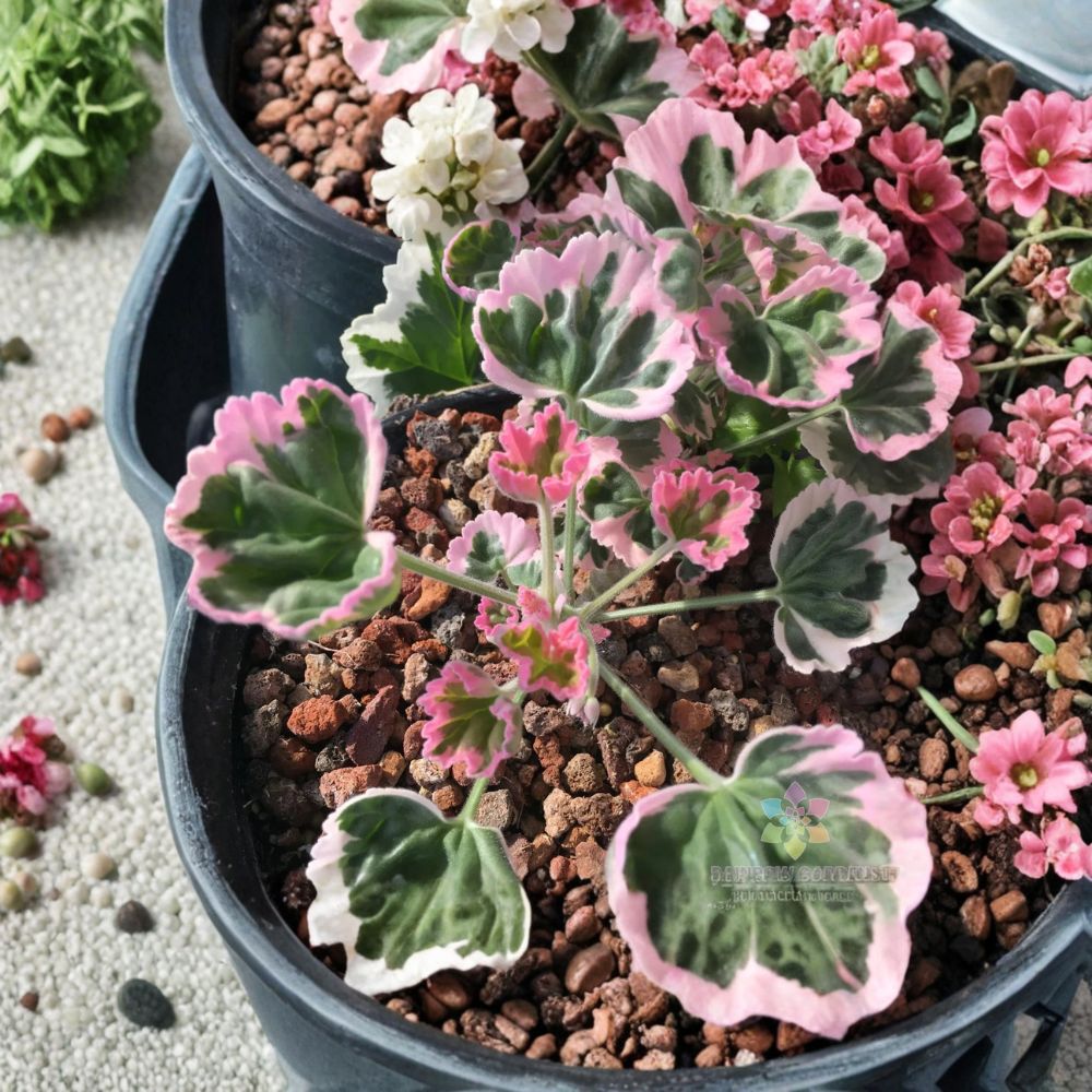 Ice Queen Geranium Seeds – Pelargonium Zonal | 25+ Seeds | White & Pink Blooms | Easy to Grow Flowers