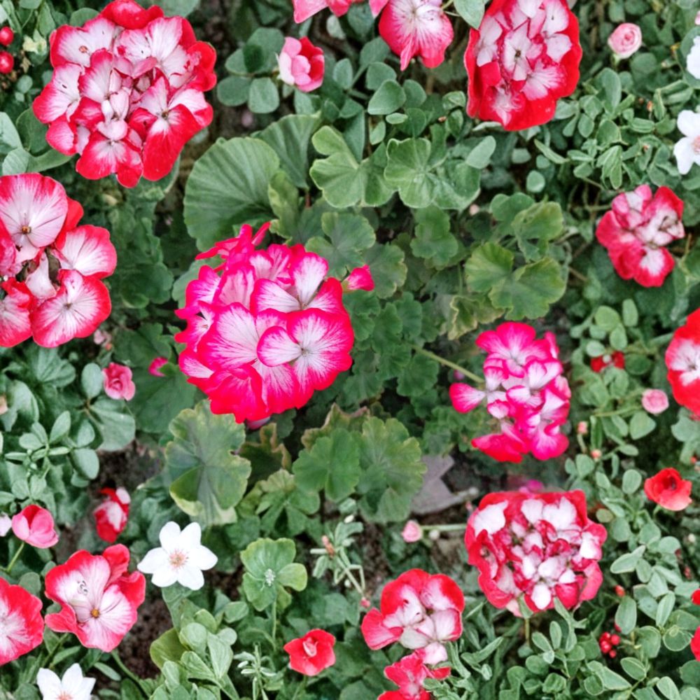 Red White Geranium Cuttings – Pelargonium Zonal | 2 Live 6 Inch Cuttings | Bi-Color Blooms