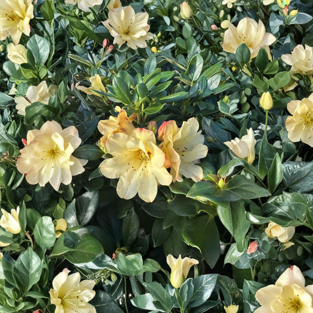 Rhododendron ‘Nancy Evans’ Live Evergreen Shrub | Award Winning Yellow Blooming Rhododendron | Compact Hardy Plant