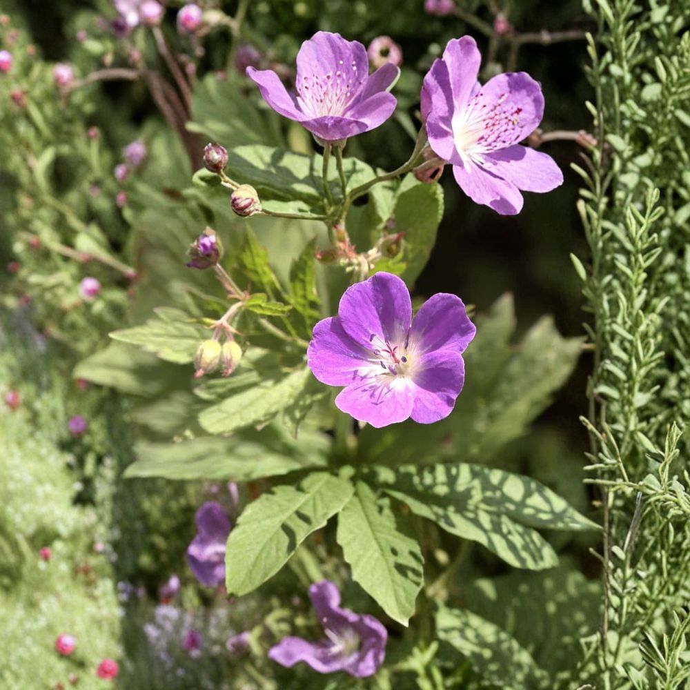 Wild Geranium Bare Roots – 2 Native Geranium maculatum Plants | Hardy Woodland Wildflower