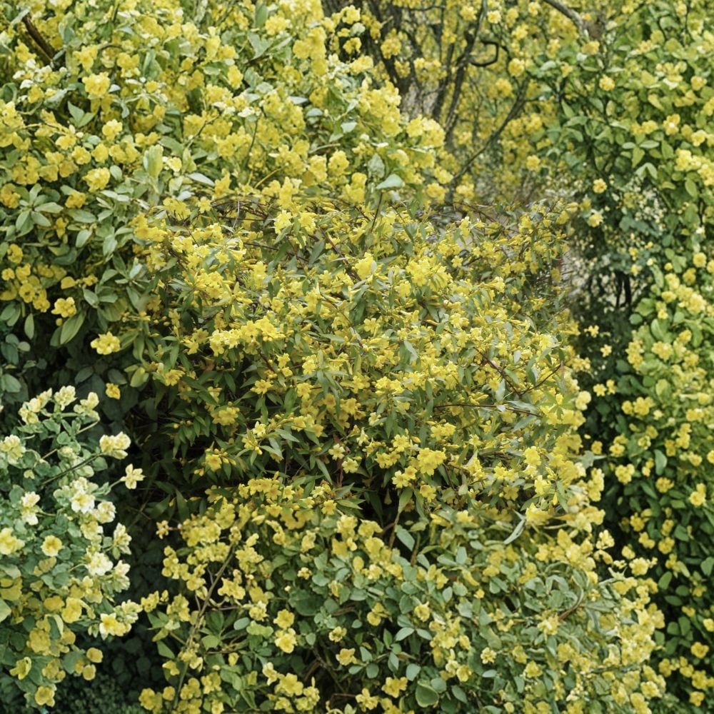 Carolina Jessamine Plants - 40 Live Gelsemium sempervirens in 3.25" Pots | Yellow Jasmine Vine