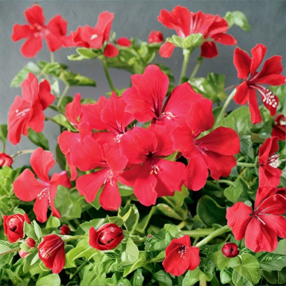Tornado Red Geranium Seeds - Trailing Ivy Pelargonium | 15 Seeds | Heat Tolerant Hanging Basket Flowers