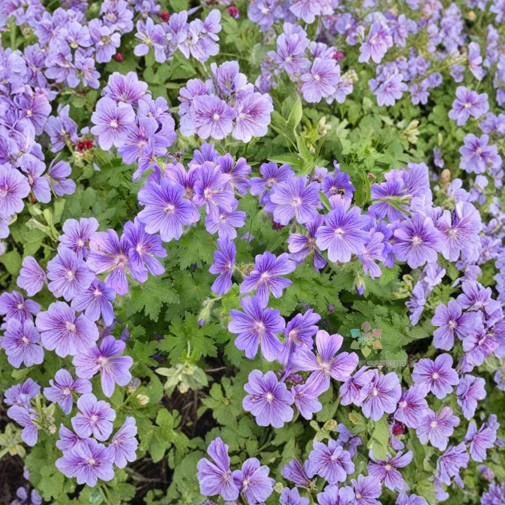 Purple Cranesbill Geranium Seeds – Geranium x magnificum | 25+ Seeds | Hardy Perennial with Vibrant Purple Blooms