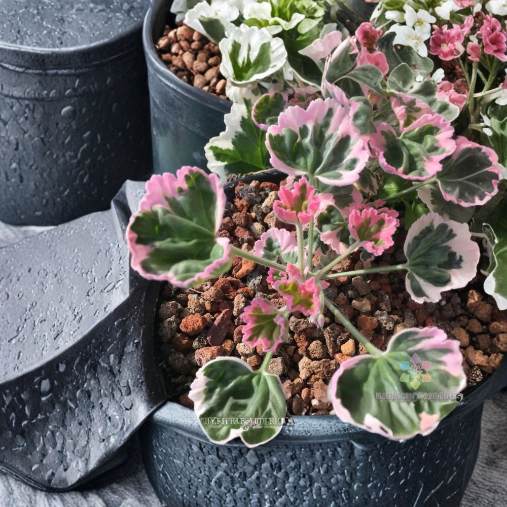 Ice Queen Geranium Seeds – Pelargonium Zonal | 25+ Seeds | White & Blush Pink Blooms | Patio & Container Flowers