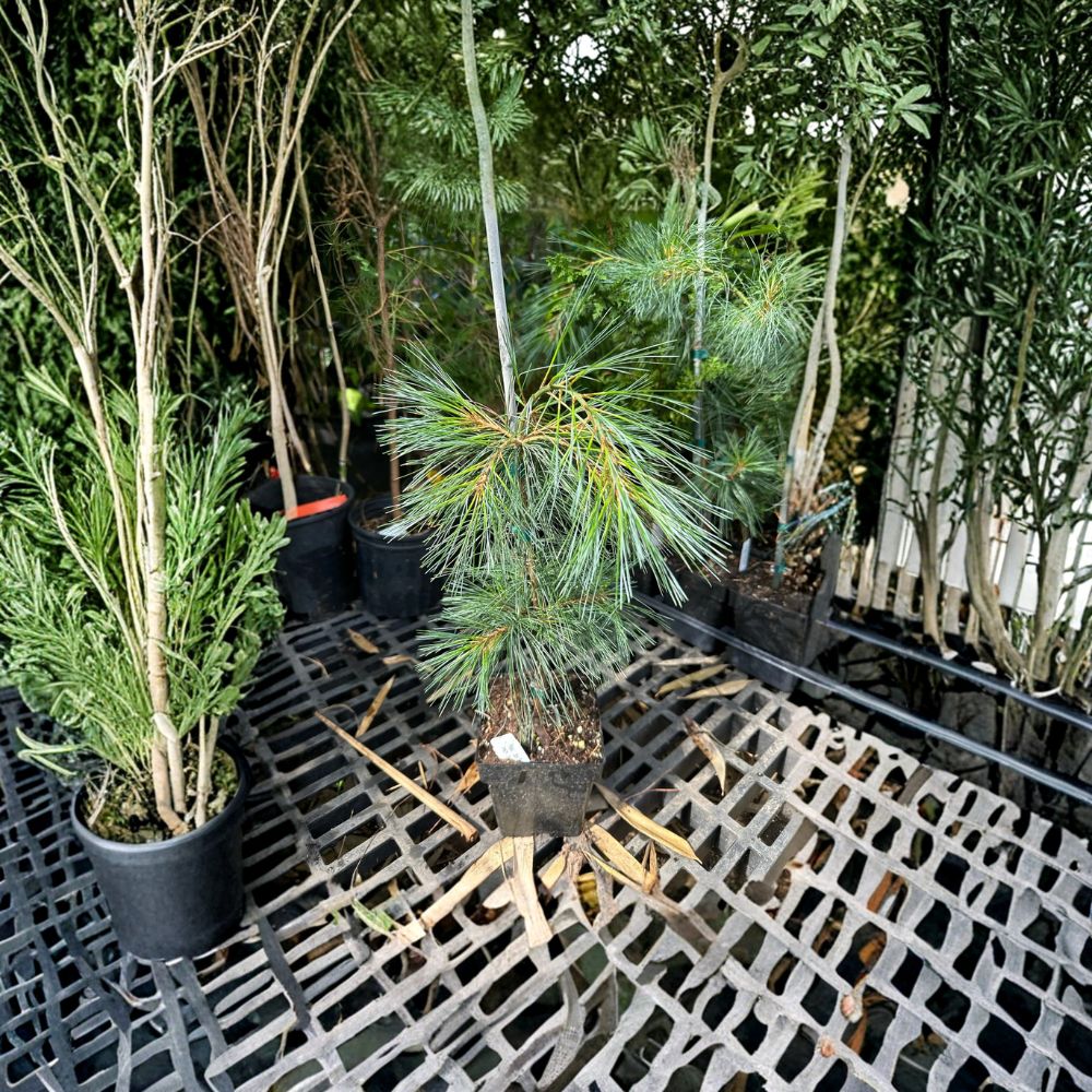 Pendula Weeping White Pine - 18 Inch Tall Evergreen Conifer in 1 Gallon Pot | Pinus strobus Cascading Pine Tree