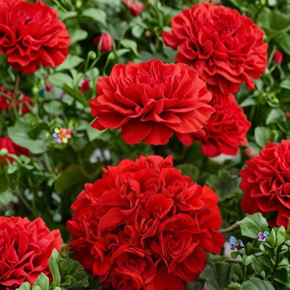 Presto Dark Red Geranium Seeds – 25+ Pelargonium Flower Seeds for Patio & Container Gardens