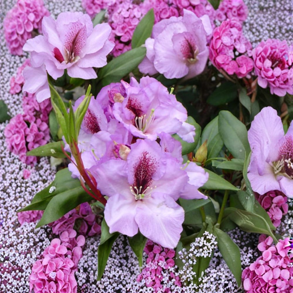 Rhododendron ‘Arthur Bedford’ Evergreen Shrub | Fragrant Purple Blooms | Cold Hardy Landscape Plant