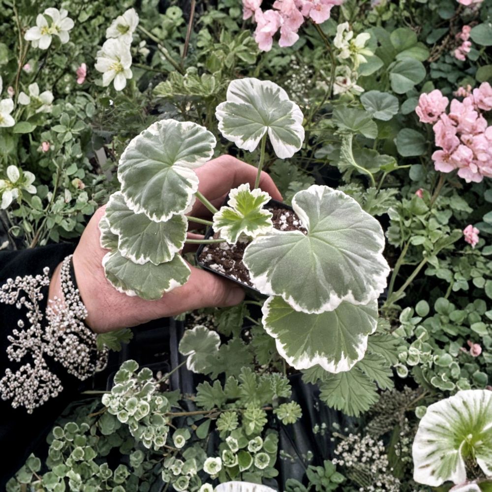Wilhelm Langguth Geranium | Variegated White Foliage & Double Red Blooms | Patio & Container Plant