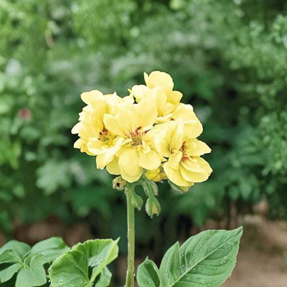 Yellow Geranium Seeds – 10 Pack | Pelargonium Flower Seeds | Easy to Grow Garden Plants