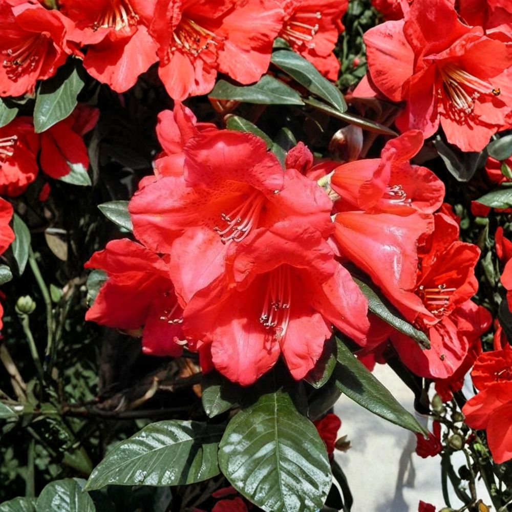 Rhododendron ‘Fred Peste’ Live Evergreen Shrub with Red Bell Shaped Blooms | Compact Hardy Rhododendron in #1 Container
